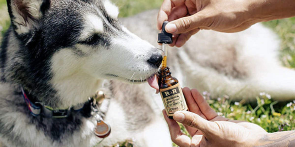 CBD is best for pets?